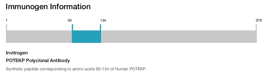POTEKP Polyclonal Antibody