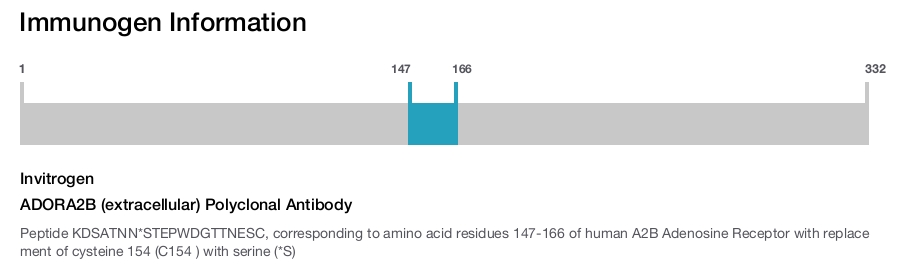 ADORA2B (extracellular) Polyclonal Antibody