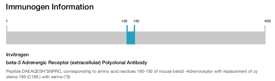 beta-3 Adrenergic Receptor (extracellular) Polyclonal Antibody
