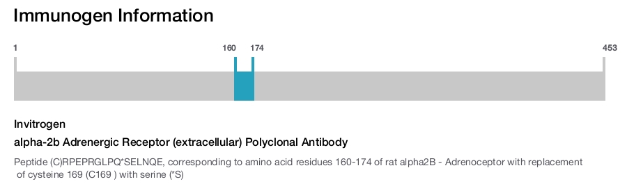 alpha-2b Adrenergic Receptor (extracellular) Polyclonal Antibody