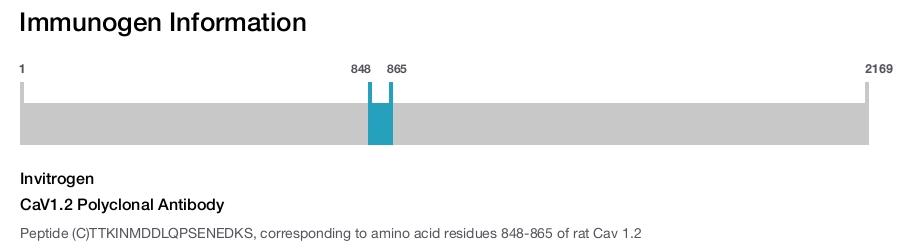 CaV1.2 Polyclonal Antibody