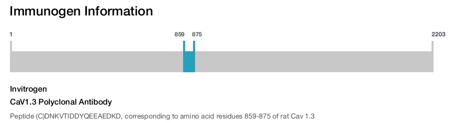 CaV1.3 Polyclonal Antibody