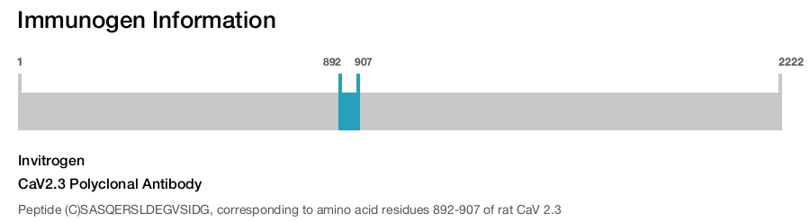 CaV2.3 Polyclonal Antibody