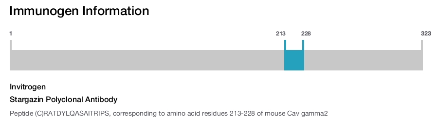 Stargazin Polyclonal Antibody