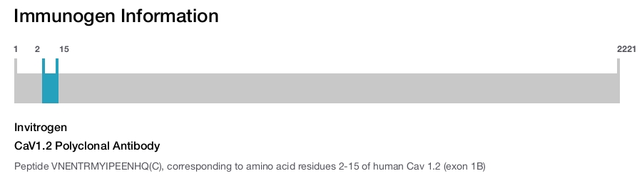 CaV1.2 Polyclonal Antibody