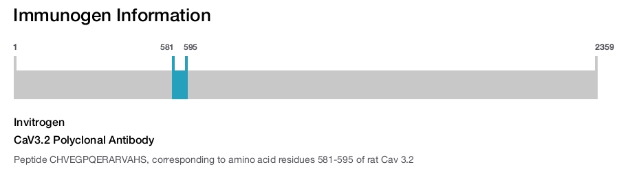 CaV3.2 Polyclonal Antibody