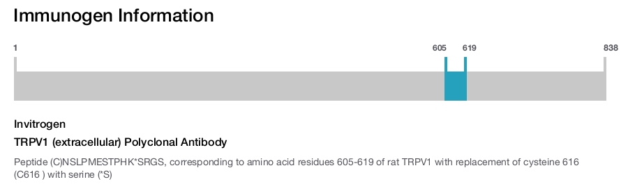 TRPV1 (extracellular) Polyclonal Antibody