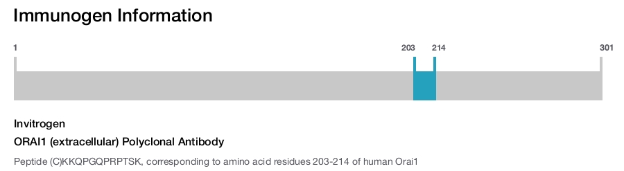 ORAI1 (extracellular) Polyclonal Antibody