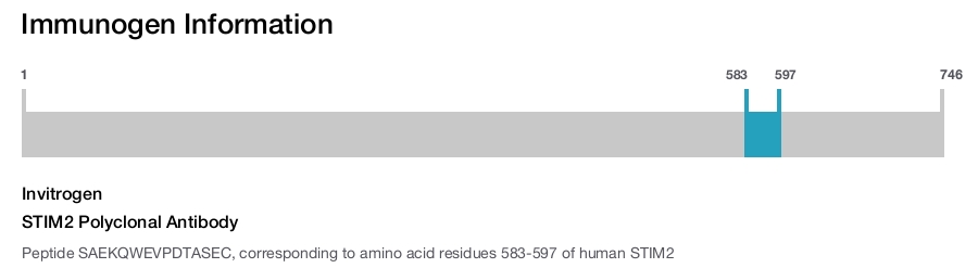 STIM2 Polyclonal Antibody