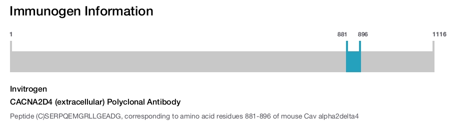 CACNA2D4 (extracellular) Polyclonal Antibody