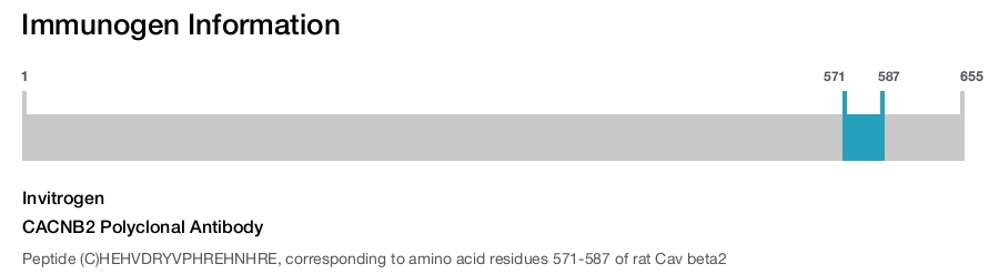 CACNB2 Polyclonal Antibody