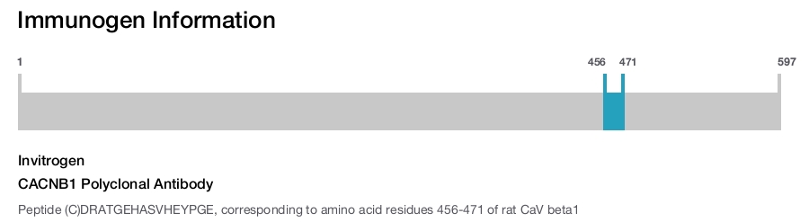 CACNB1 Polyclonal Antibody