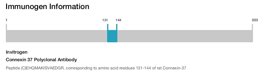 Connexin 37 Polyclonal Antibody