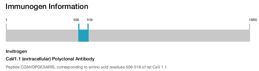 CaV1.1 (extracellular) Polyclonal Antibody