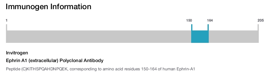 Ephrin A1 (extracellular) Polyclonal Antibody