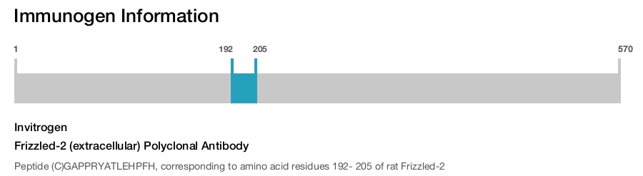 Frizzled-2 (extracellular) Polyclonal Antibody
