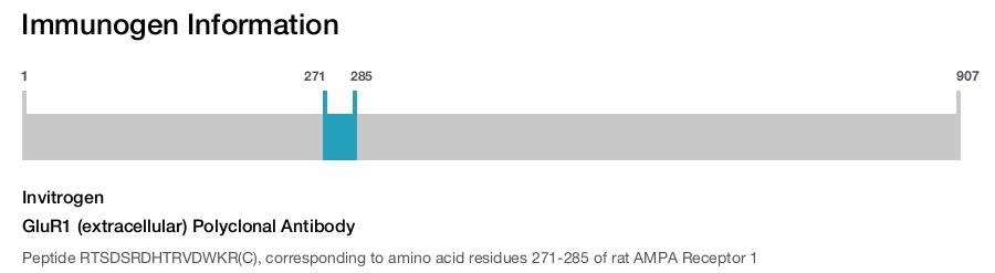 GluR1 (extracellular) Polyclonal Antibody