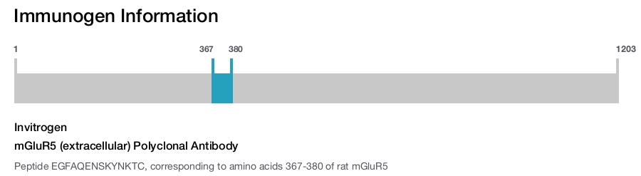 mGluR5 (extracellular) Polyclonal Antibody