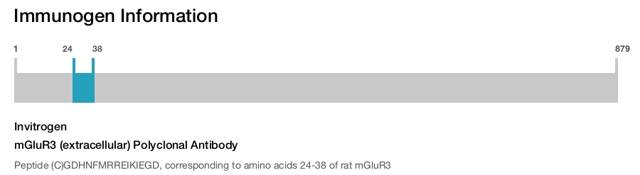mGluR3 (extracellular) Polyclonal Antibody