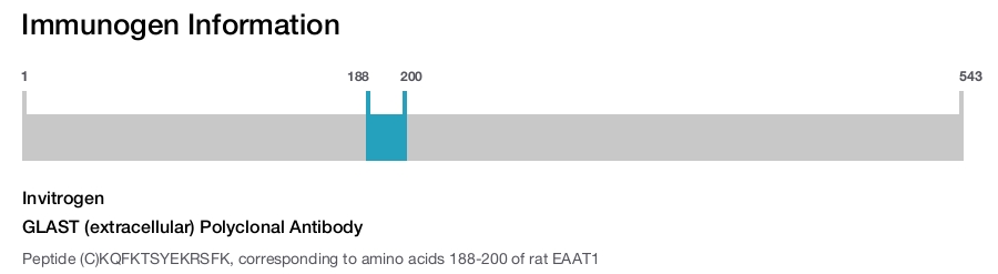 GLAST (extracellular) Polyclonal Antibody