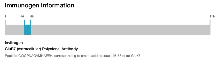 GluR7 (extracellular) Polyclonal Antibody