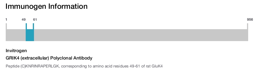 GRIK4 (extracellular) Polyclonal Antibody
