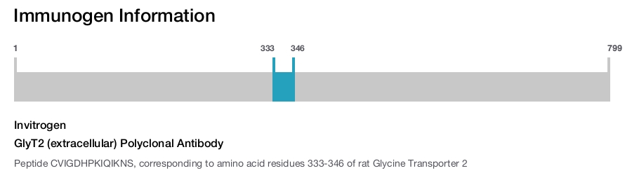 GlyT2 (extracellular) Polyclonal Antibody