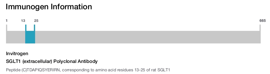 SGLT1 (extracellular) Polyclonal Antibody