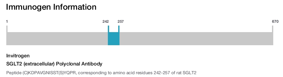 SGLT2 (extracellular) Polyclonal Antibody