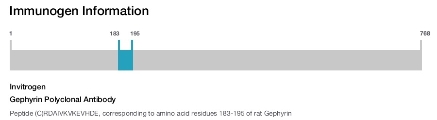 Gephyrin Polyclonal Antibody