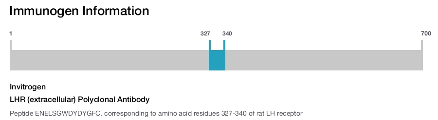LHR (extracellular) Polyclonal Antibody