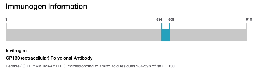 GP130 (extracellular) Polyclonal Antibody