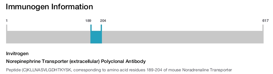 Norepinephrine Transporter (extracellular) Polyclonal Antibody