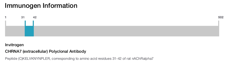 CHRNA7 (extracellular) Polyclonal Antibody
