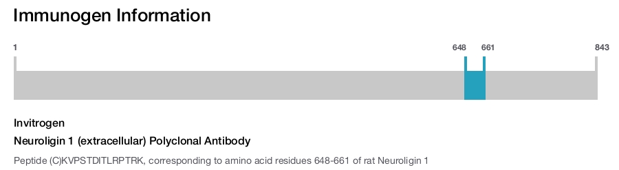 Neuroligin 1 (extracellular) Polyclonal Antibody