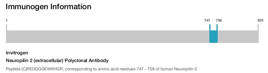 Neuropilin 2 (extracellular) Polyclonal Antibody