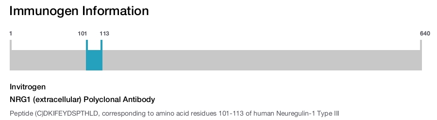 NRG1 (extracellular) Polyclonal Antibody