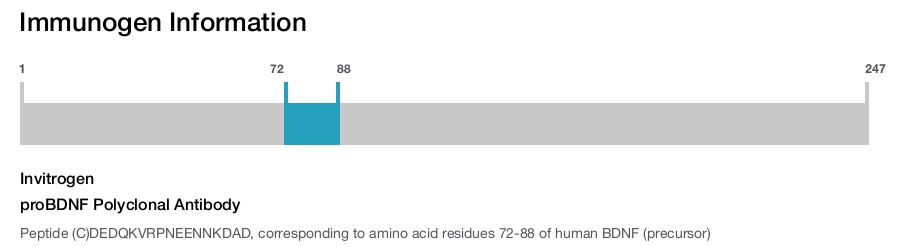 proBDNF Polyclonal Antibody