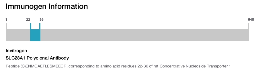 SLC28A1 Polyclonal Antibody