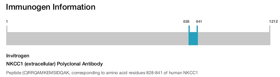 NKCC1 (extracellular) Polyclonal Antibody