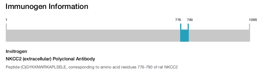 NKCC2 (extracellular) Polyclonal Antibody
