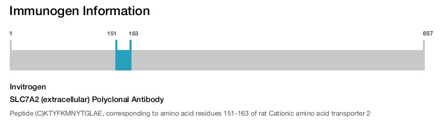 SLC7A2 (extracellular) Polyclonal Antibody