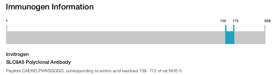 SLC9A5 Polyclonal Antibody