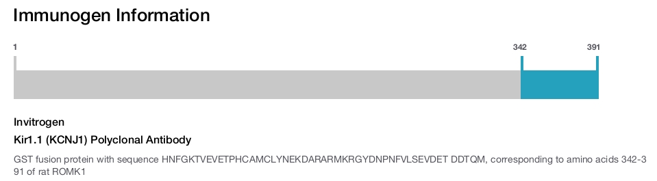 Kir1.1 (KCNJ1) Polyclonal Antibody