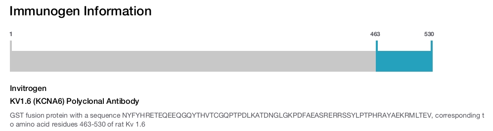 KV1.6 (KCNA6) Polyclonal Antibody
