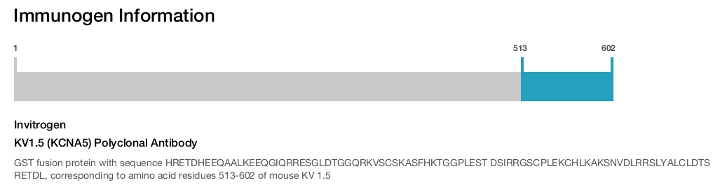 KV1.5 (KCNA5) Polyclonal Antibody