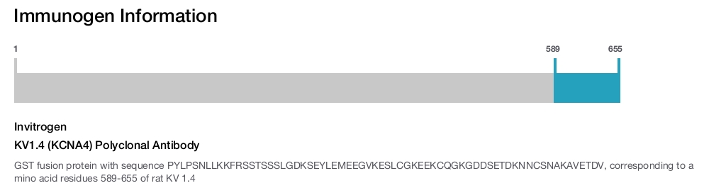 KV1.4 (KCNA4) Polyclonal Antibody