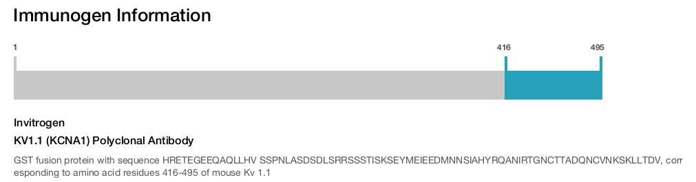 KV1.1 (KCNA1) Polyclonal Antibody