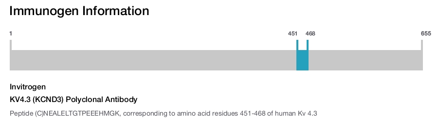 KV4.3 (KCND3) Polyclonal Antibody