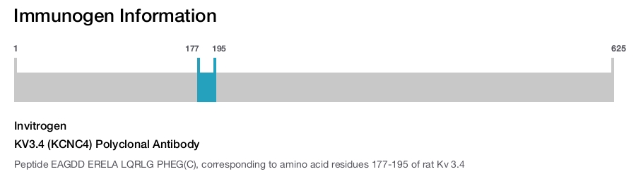 KV3.4 (KCNC4) Polyclonal Antibody